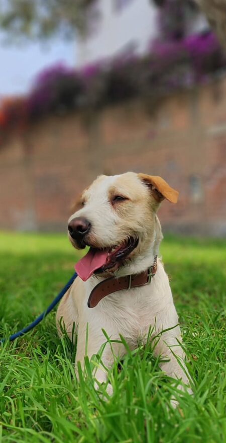 Perrito paseando en Lima Comas