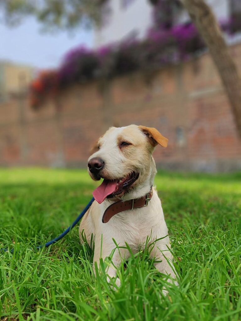 Perrito paseando en Lima Comas