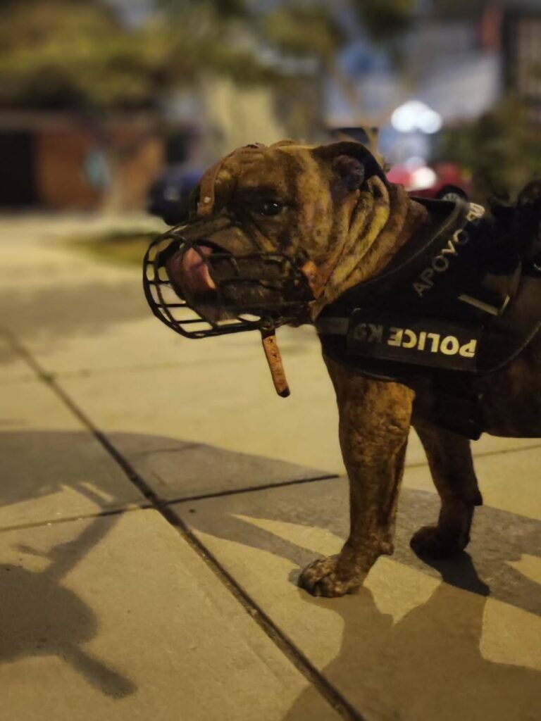 perrito disfrutando de su paseo en surquillo