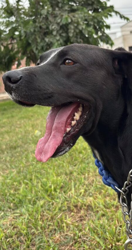 Cuidado canino profesional con reportes en tiempo real