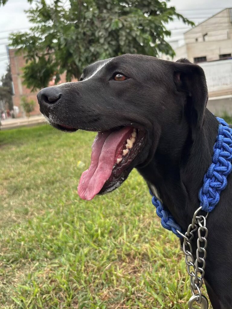 Cuidado canino profesional con reportes en tiempo real