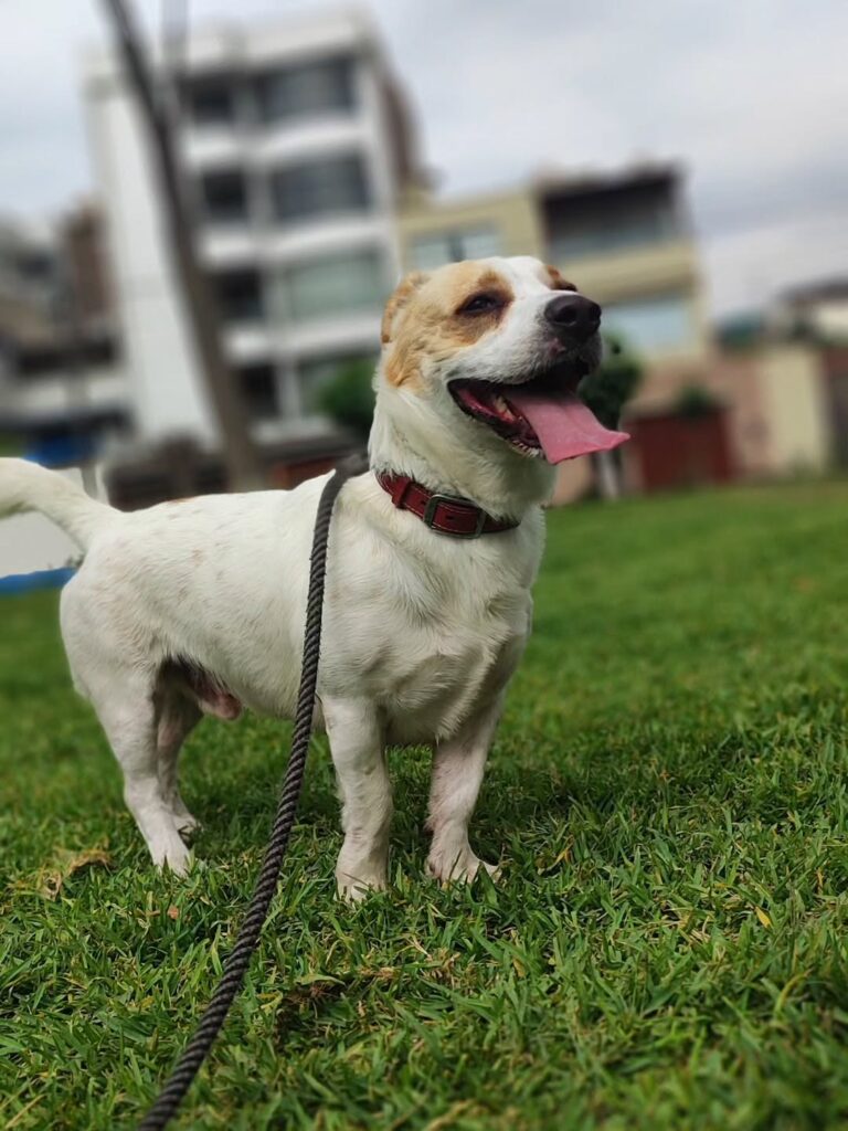 El mejor paseador de perros en Lima