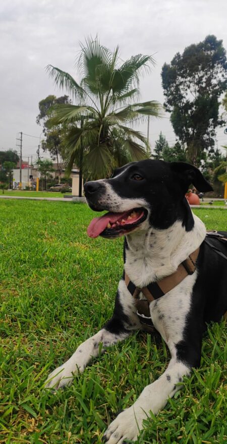 Paseadores de perros en Lima con experiencia