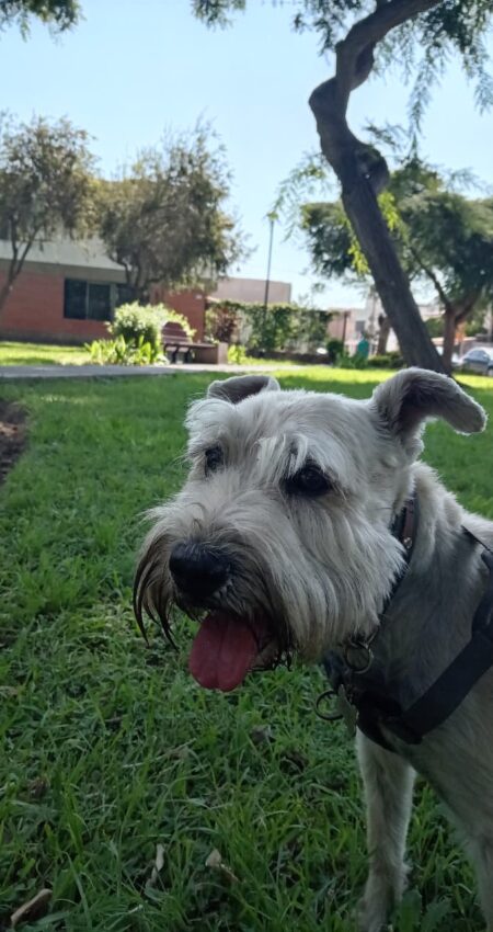 somos paseadores de perros en Lima