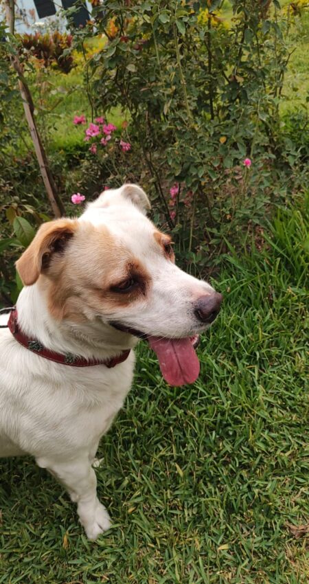 Paseadores de perros