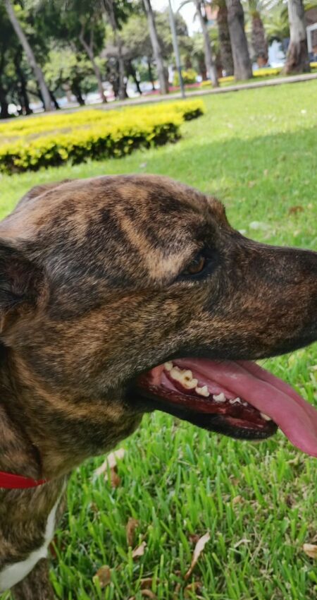 perrita feliz en su paseo