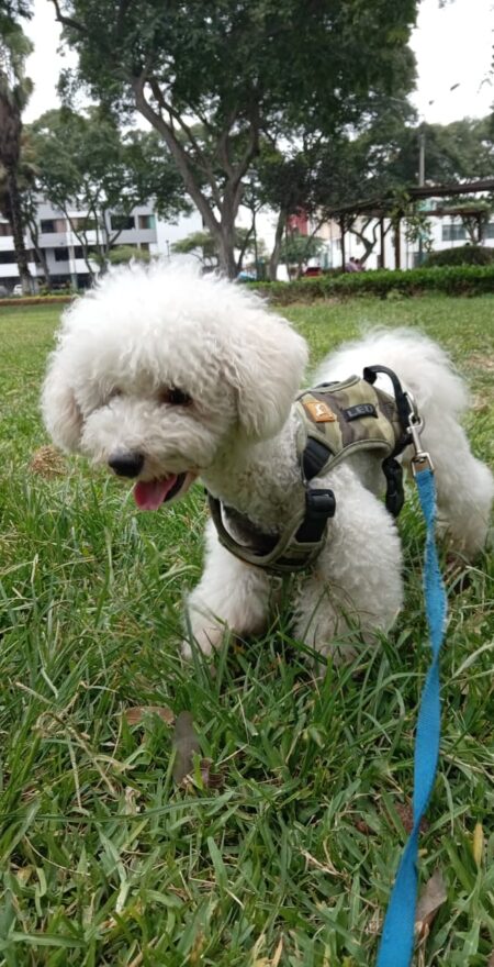 Paseo de perros en Lima seguro y confiable